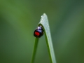 EJ-fb-2014-0299